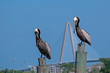 Two Brown Pelicans roosting on pier pilings.