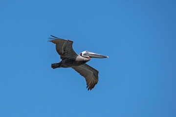 Brown Pelican with wings extended flying in a clear blue sky.