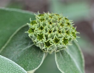 Flowers, trees, and shrubs of the US