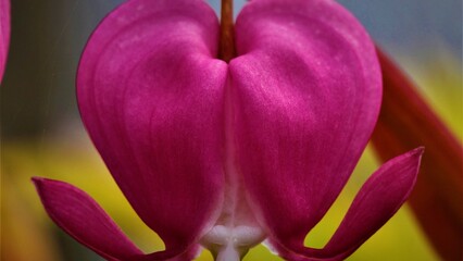 Flowers, trees, and shrubs of the US