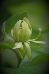 Flowers, trees, and shrubs of the US