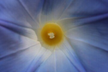 Flowers, trees, and shrubs of the US