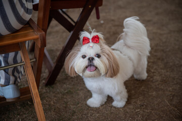 shih tzu dog in the park