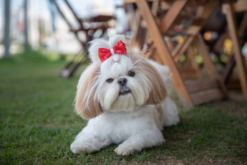 shih tzu dog in the park