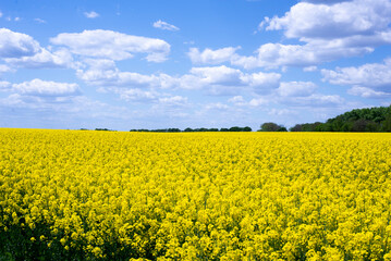 Obraz premium Field. Yellow rapeseed field. Summer