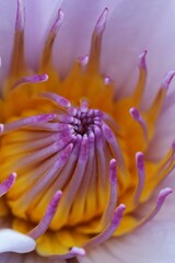 Flowers, trees, and shrubs of the US