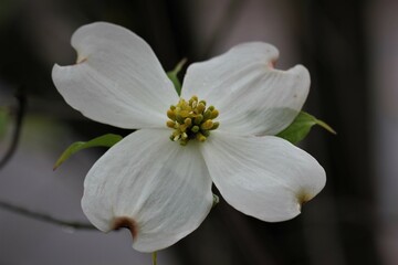 Flowers, trees, and shrubs of the US