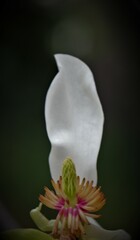 Flowers, trees, and shrubs of the US