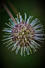 Flowers, trees, and shrubs of the US