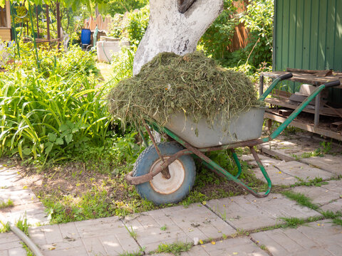wheelbarrow with hay for farm animals