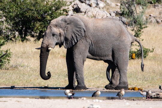 Side view of an adult African elephant pooping in its natural habitat, Namibia, Africa.