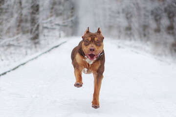 American bully xxl dog playing and posing in the winter forest