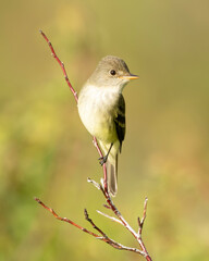 Willow Flycatcher (Empidonax traillii) perched during spring, Kamloops, Canada, North America 
