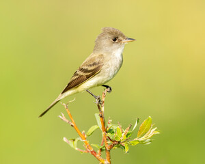 Willow Flycatcher (Empidonax traillii) perched during spring, Kamloops, Canada, North America 