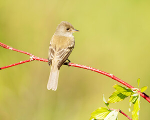 Willow Flycatcher (Empidonax traillii) perched during spring, Kamloops, Canada, North America 