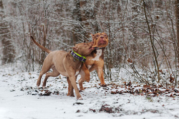 American bully xxl and American pitbull terrier dogs playing and posing in the winter forest