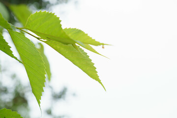 木漏れ日と夏の新緑