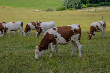 Fototapeta na wymiar Herd of cows or cattle on fresh green field or pasture. Northern France.