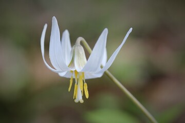 Flowers, trees, and shrubs of the US