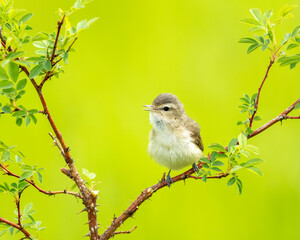 Warbling vireo (Vireo gilvus)