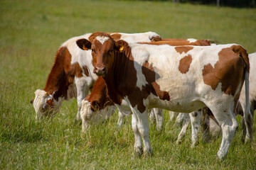 Fototapeta na wymiar Cows grazing in pasture front view, herd of domestic cows on plain field