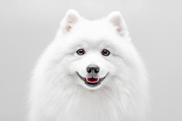 White Japanese spitz dog posing and doing tricks on the isolated white background