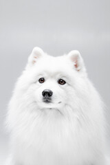 White Japanese spitz dog posing and doing tricks on the isolated white background