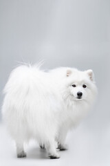 Fototapeta premium White Japanese spitz dog posing and doing tricks on the isolated white background
