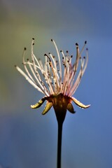 Flowers, trees and shrubs of the US