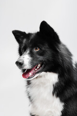 Black and white yakutian laika portrait posing on the isolated white background 
