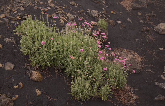 Flora of La Palma - Pterocephalus porphyranthus, scabious endemic to the island, natural floral background
