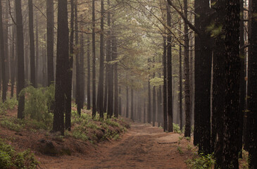 La Palma, landscapes along the long-range popular hiking route Ruta de Los Volcanes, 
going along the crest of the island from El Paso to Fuencaliente municipalities 
