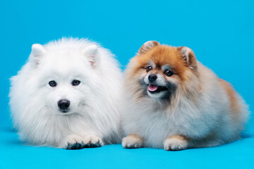 White Japanese and Pomeranian spitz dogs posing and doing tricks on the isolated blue background