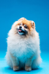 Pomeranian spitz dog posing and doing tricks on the isolated blue background