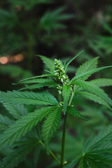 Cannabis bush is a narcotic and medicinal plant.