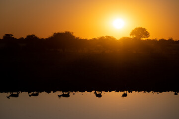 Reflection of springboks in the Okaukuejo waterhole at sunset in the Etosha National Park in Namibia Africa