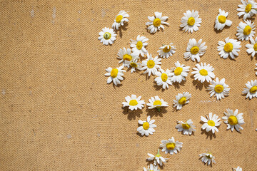 flowers on the sand