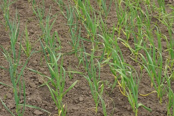 a row of green stems with long leaves of garlic in the gray earth on the beds in the vegetable garden