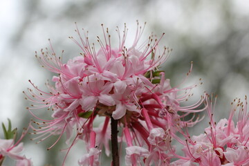 Flowers, trees and shrubs of the US