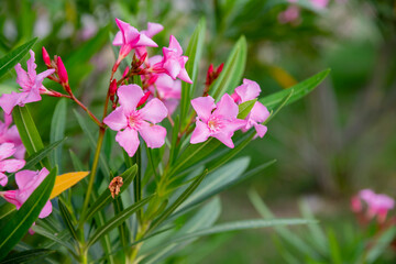 Best pink oleander flowers, Nerium oleander, bloomed in spring. Shrub small tree poisonous plant for medicine pharmacology. Pink bush is growing outside in internal yard