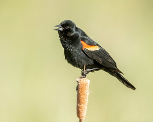 Red-winged Blackbird (Agelaius phoeniceus) on cattail, Kamloops, Canada, North Ameica