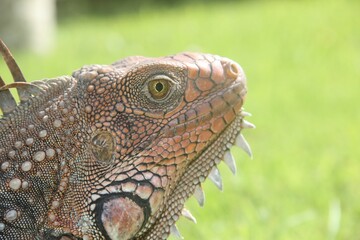 Iguana,  reptil bajo el sol de verano