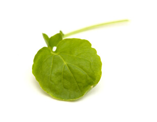 small green leaves of watercress salad isolated on white background
