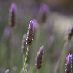 Lavender,  Lavandula sp., natural macro floral background