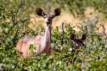 Mother and baby Kudu in Namibia