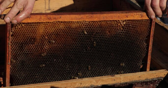 Close up beewax. bee animal agriculture honey beewax beeswax. Honey comb or Beewax collected under tank, empty with no honey