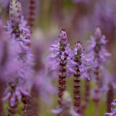 Blue flowers of Coleus comosus, scaredy cat plant, natural macro floral background
