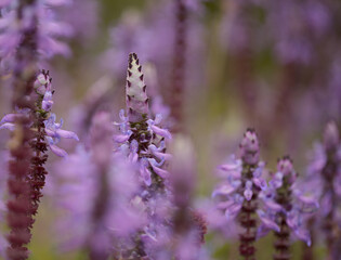 Blue flowers of Coleus comosus, scaredy cat plant, natural macro floral background
