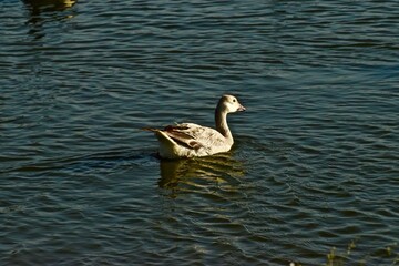 Snow goose resting on South East City Park Public Fishing Lake, Canyon, Texas, in the Panhandle near Amarillo, Spring of 2022