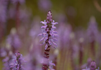 Blue flowers of Coleus comosus, scaredy cat plant, natural macro floral background
